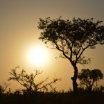 Safari Low Cost: Parque Kruger
